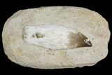 5.6" Rooted Mosasaur (Prognathodon) Tooth - Morocco - #150167-2